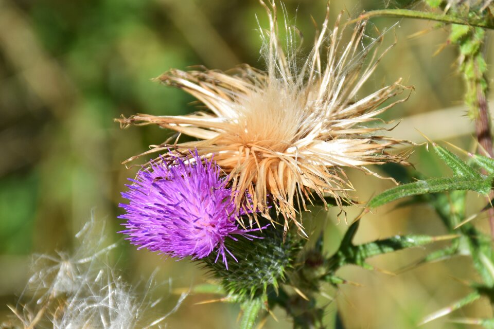 Violet pappus flower coronary