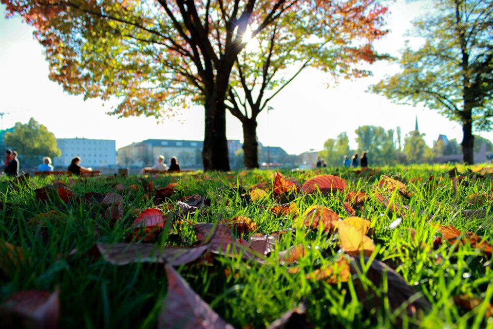 Green outdoor natural