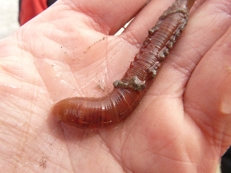 Sand worm pier worm polychaete
