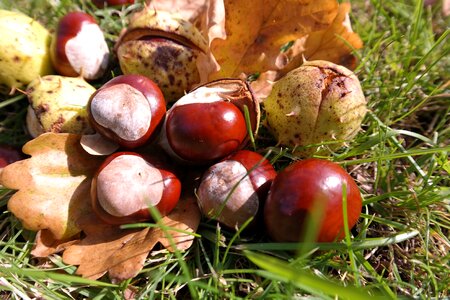 Chestnut leaves brown prickly