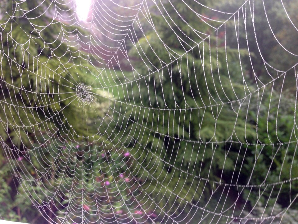 Spider web dewdrop