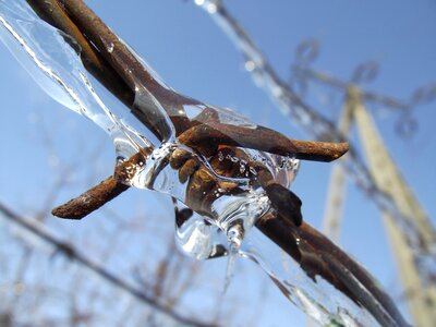 Snow frost biel photo