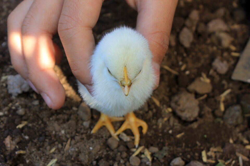 Walking nature chicken