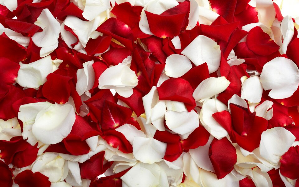 Roses red white girls