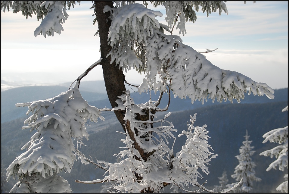 Snow winter tree