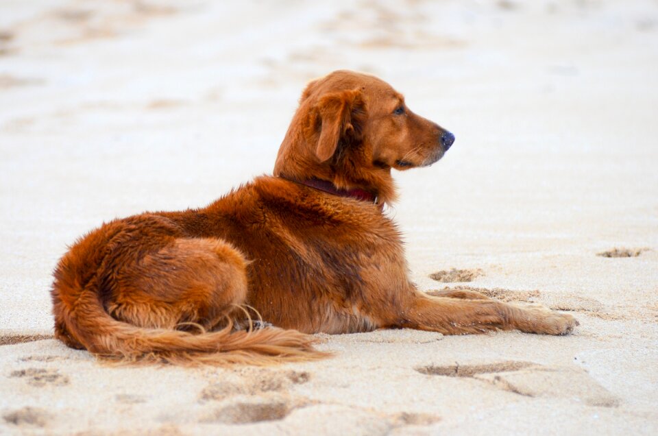 Sand pet animal