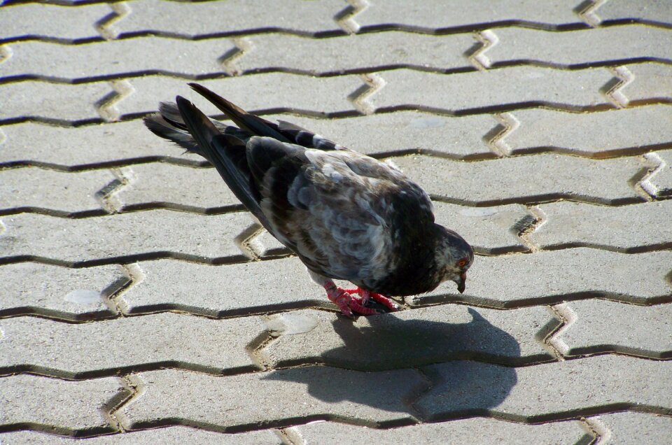 Pigeon gray-black bird