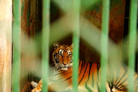Animal tiger cage photo
