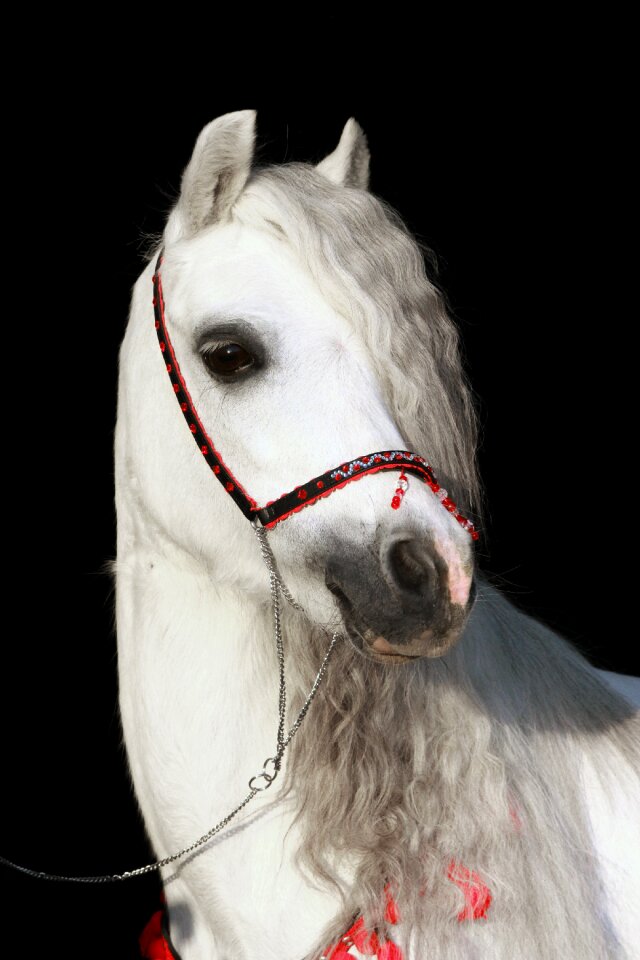The horse pony animal