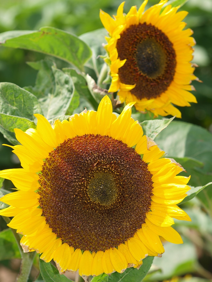 Yellow brown field