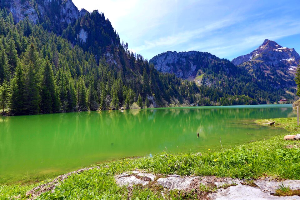Forest outdoor nature