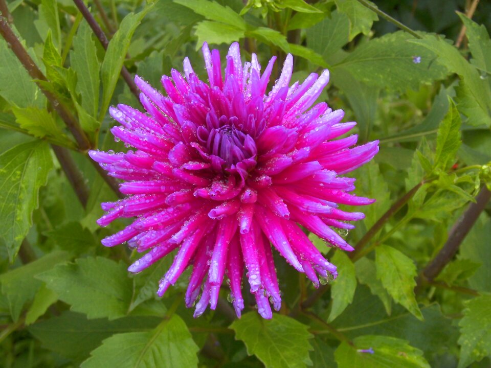 Flower bloom plant photo