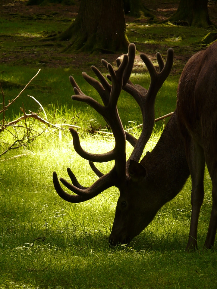 Antler graze forest