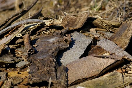 Pile chaos bark