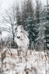 The horse pony animal