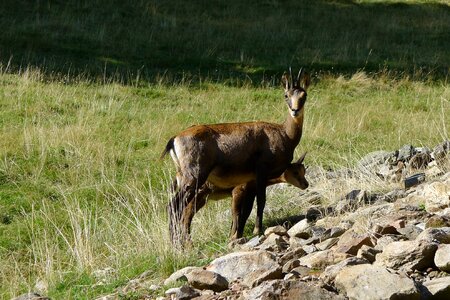 Chamois animals mountain