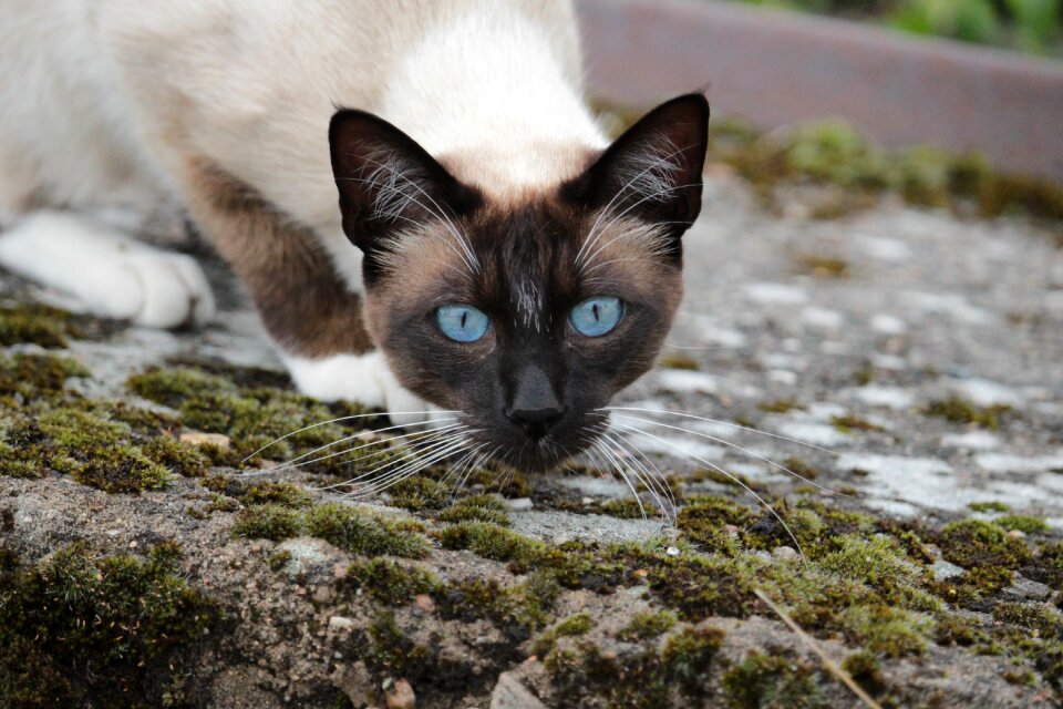 Cat siamese cat cat's eyes photo