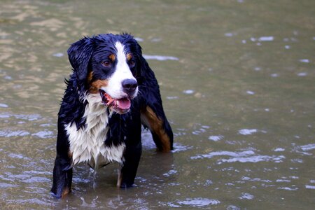 Bernese mountain dog animal portrait in the water