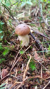 Mushroom edible autumn photo