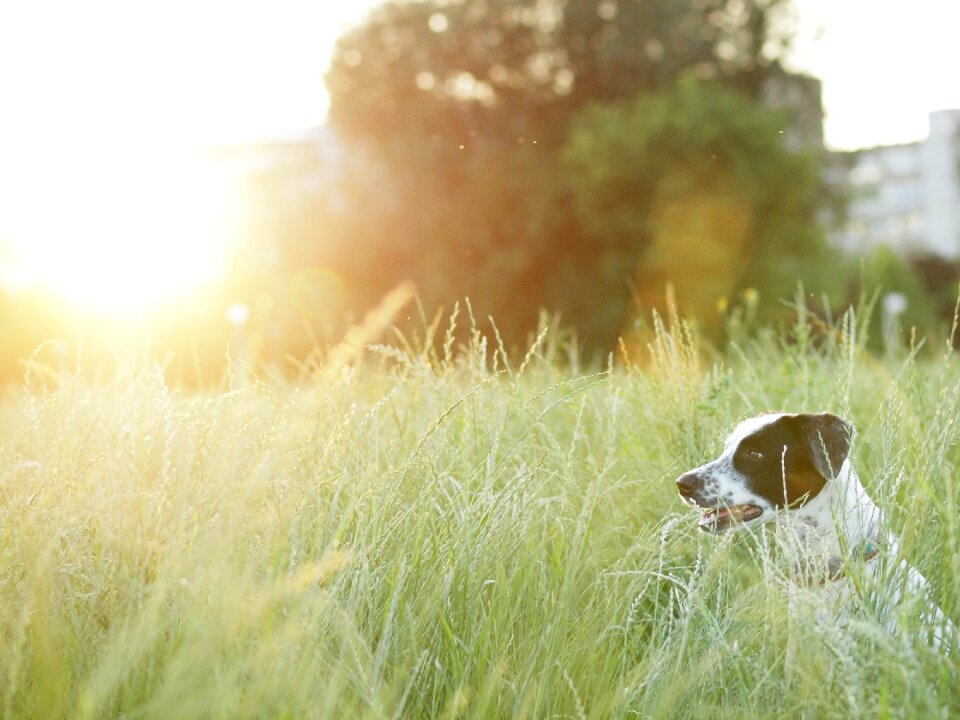 Animal cute canine