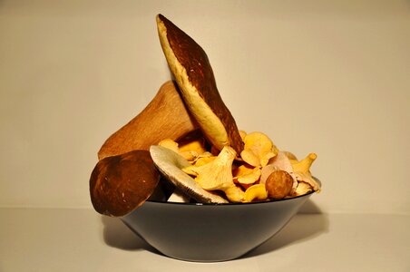Porcini mushrooms chanterelle forest