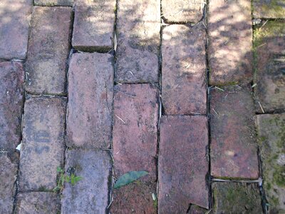Region garden sunlight