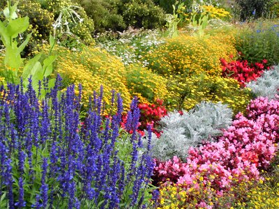 Plant bloom nature