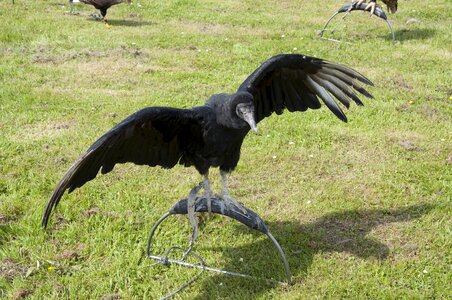 Bird of prey nature bird's head peninsula