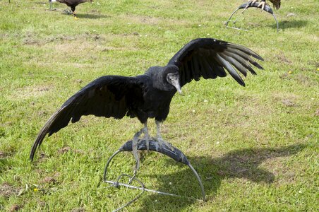 Bird of prey nature bird's head peninsula photo