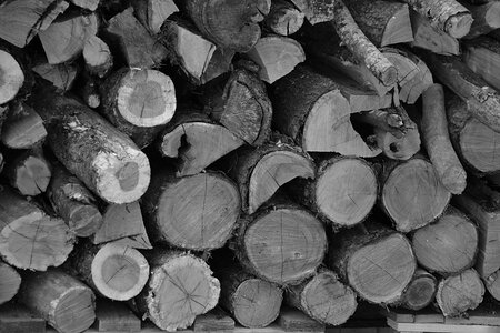 Wood pile cup sawn photo