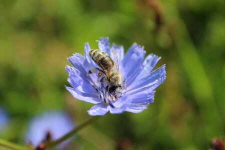 Spring insect the bees at work photo