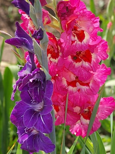 Plant pink purple