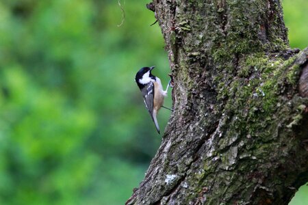 Feathers beak tree