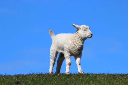 Sleep animal friesland
