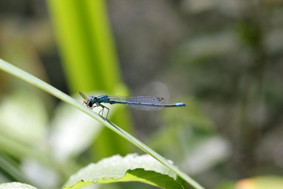 Insect flight insect macro photography