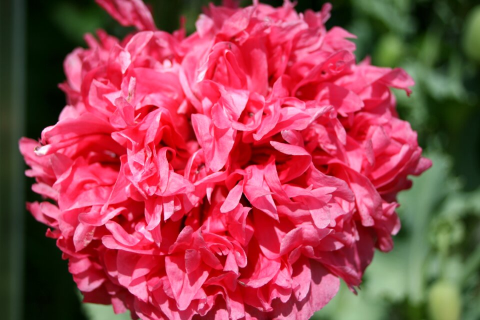 Peony rose petal pink
