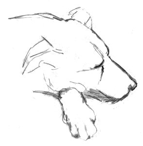 Sleeping dog drawing sketch photo