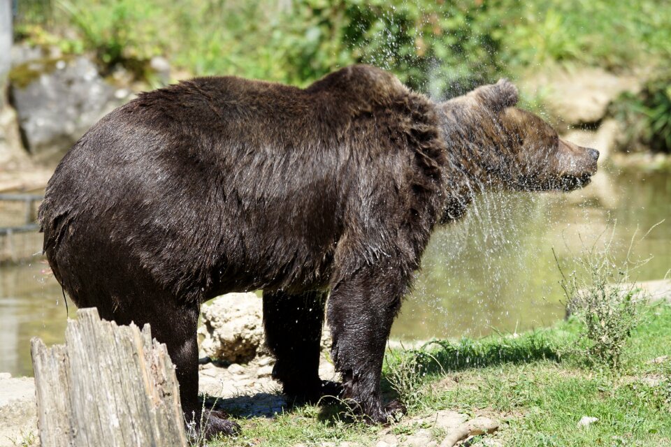 Bear shake water splashes