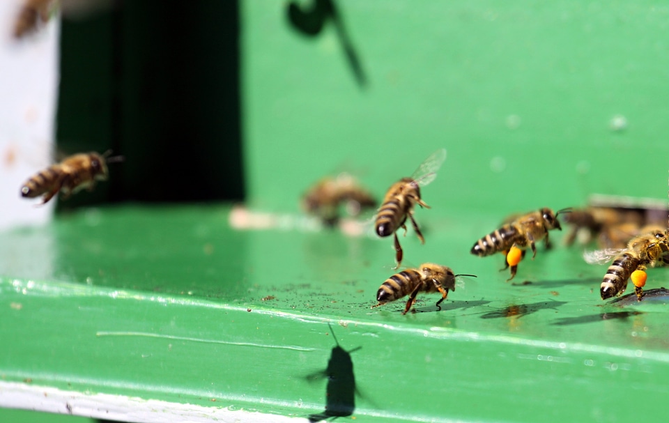 Bees animals insect