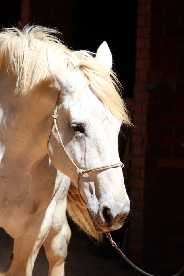 White draft animal
