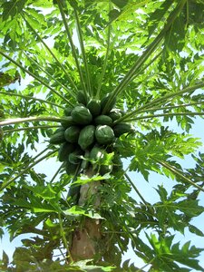 Tree organic
