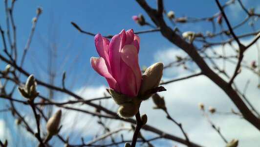 Tree bloom spring photo