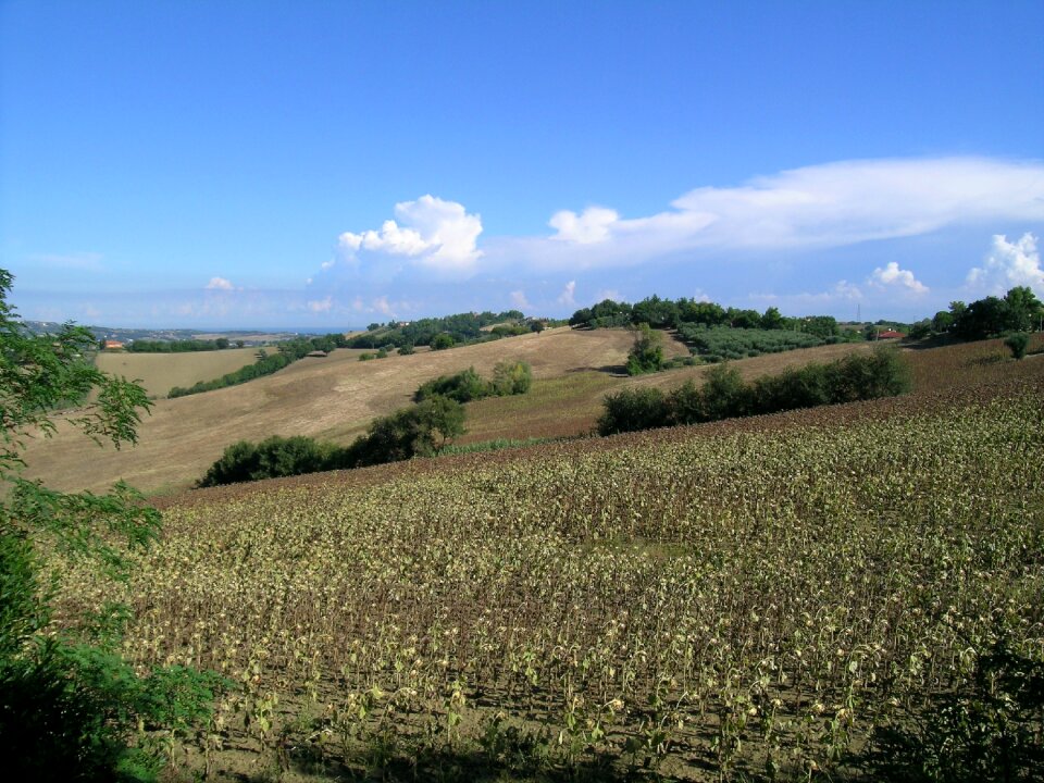 Hills brands landscape