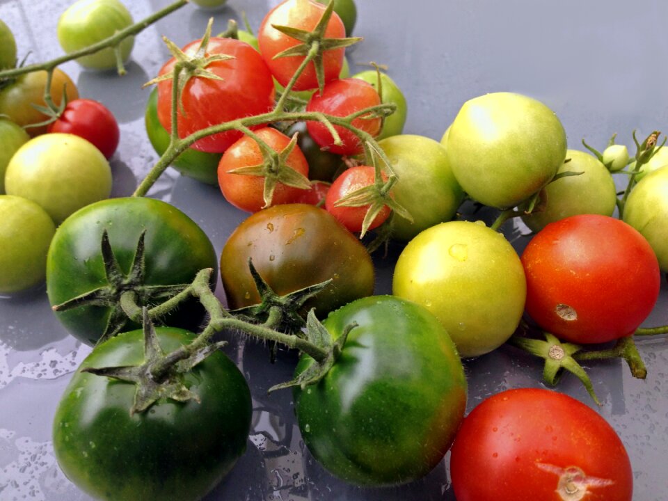 Tomatoes vegetables garden