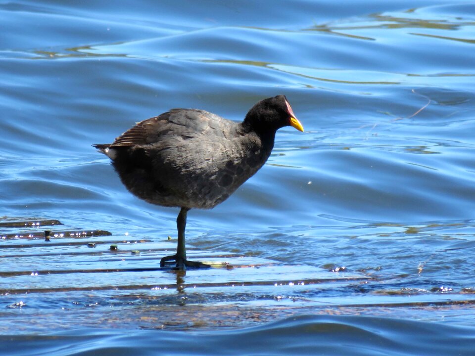 Wild lago vichuquén fauna