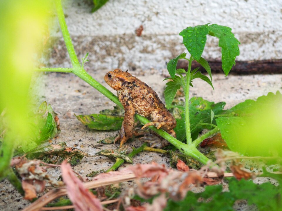 Frog nature brown