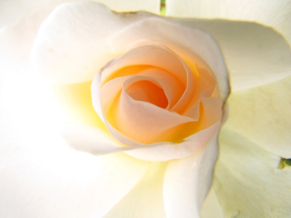 White blossom bloom