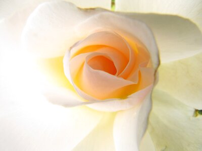 White blossom bloom
