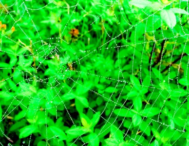 Web green wild