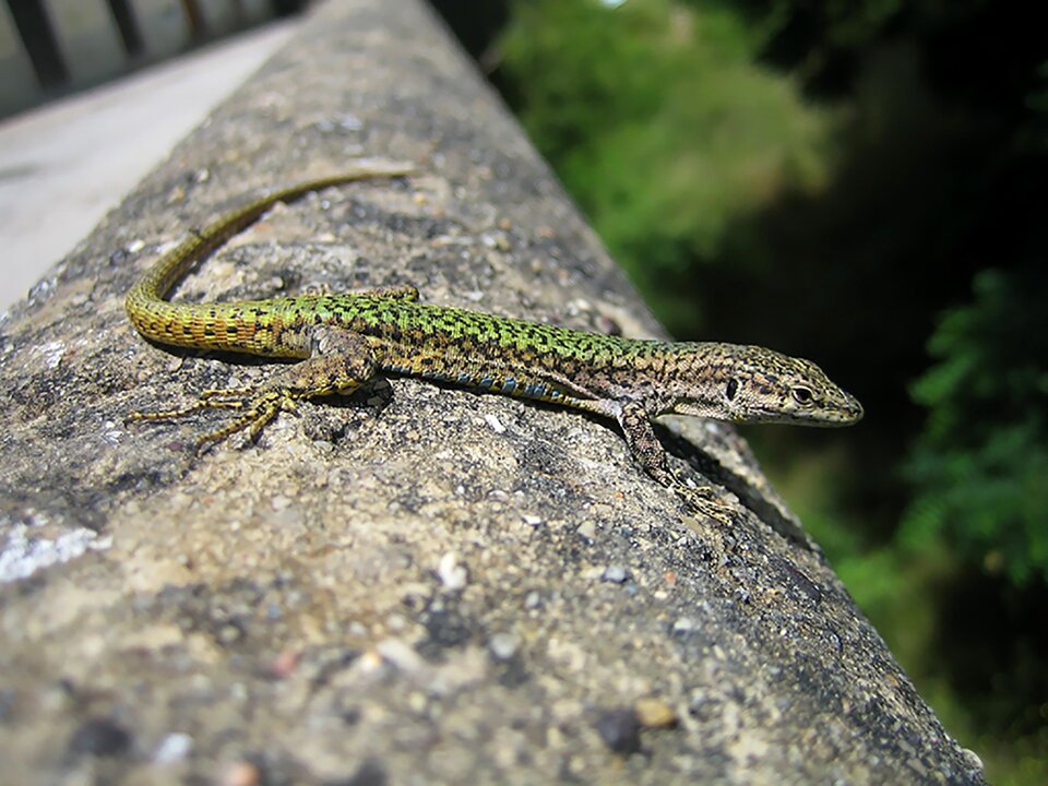 Wildlife animal